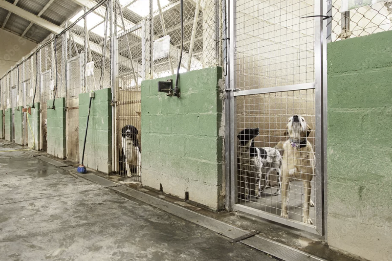 Dogs in a municipal animal shelter